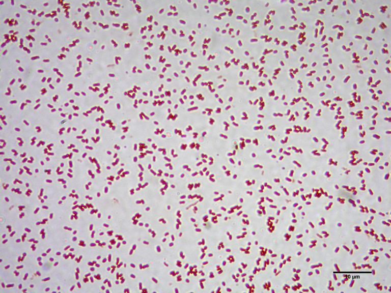 E. coli, Gramovo barvení