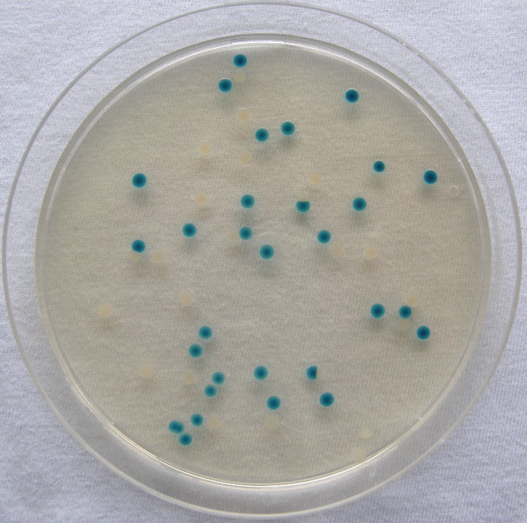 E. coli na TBX
