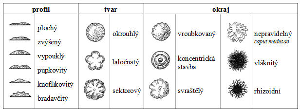 Morfologie kolonií