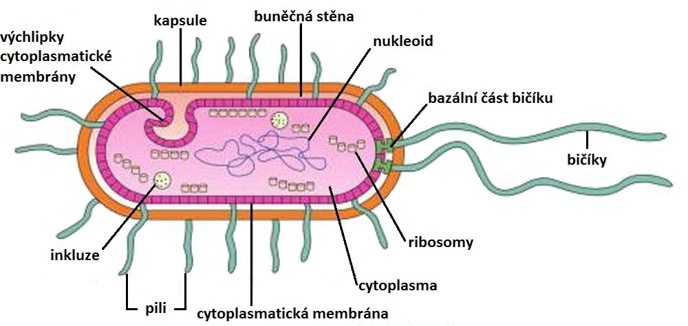 stavba bakteriální buňky