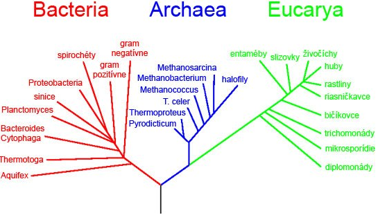 fylogenetický strom