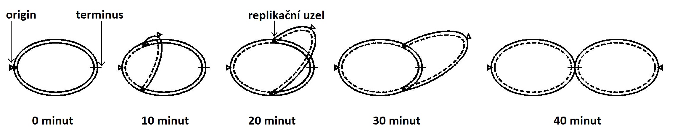 replikace DNA