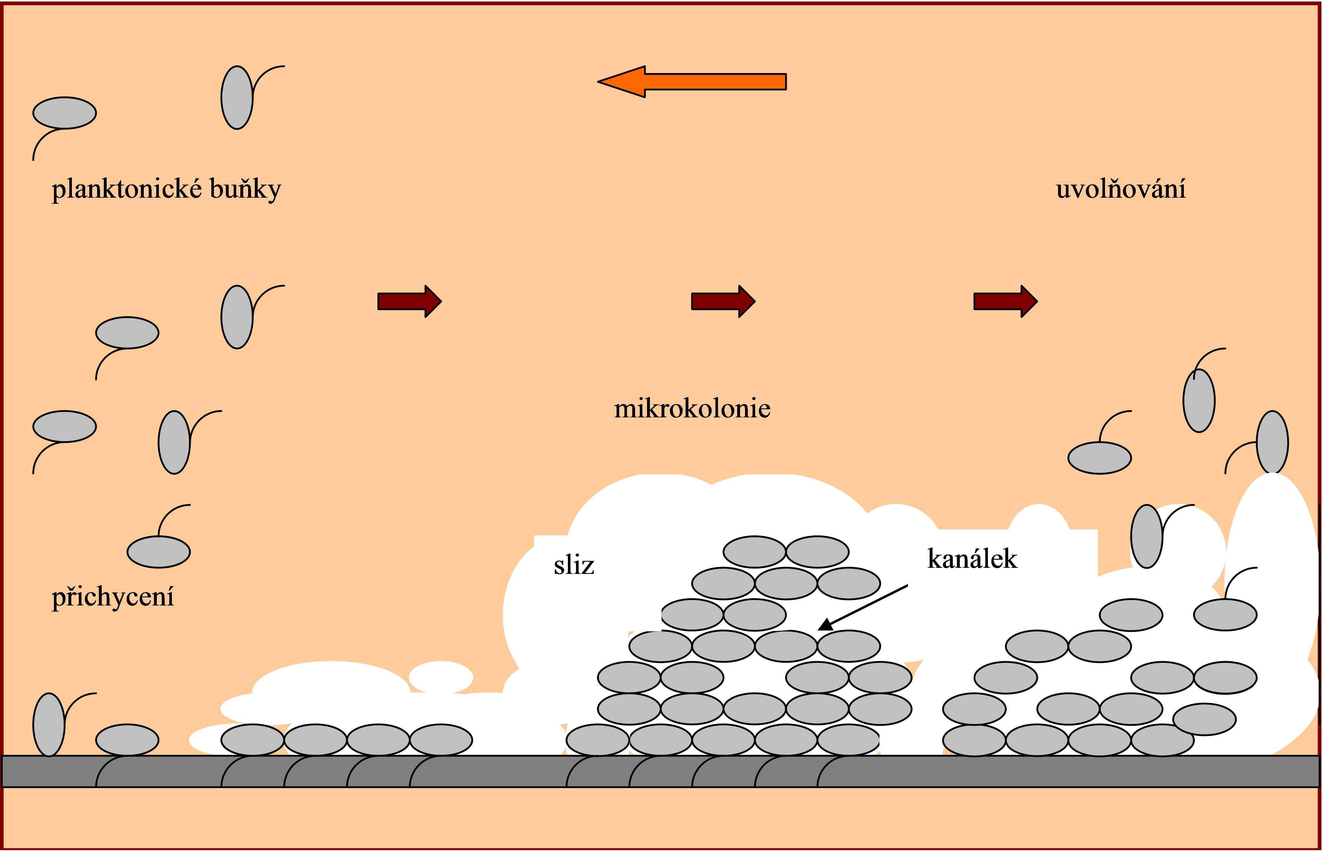 biofilm