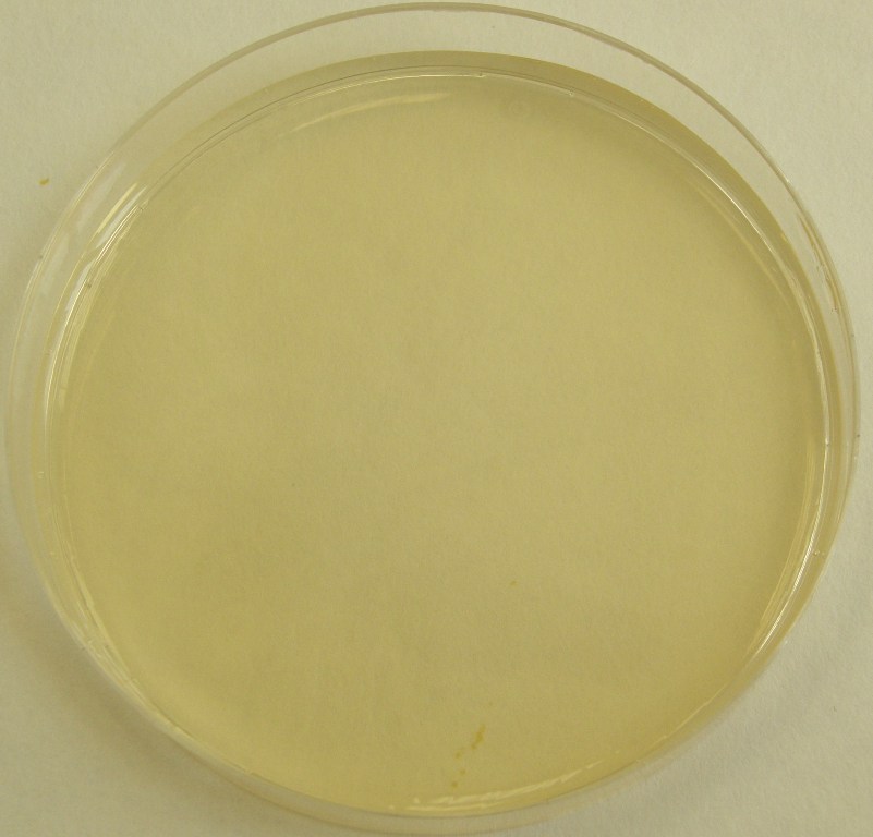 DG 18 agar