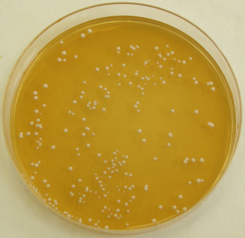 Bakterie mléčného kvašení na MRS agaru