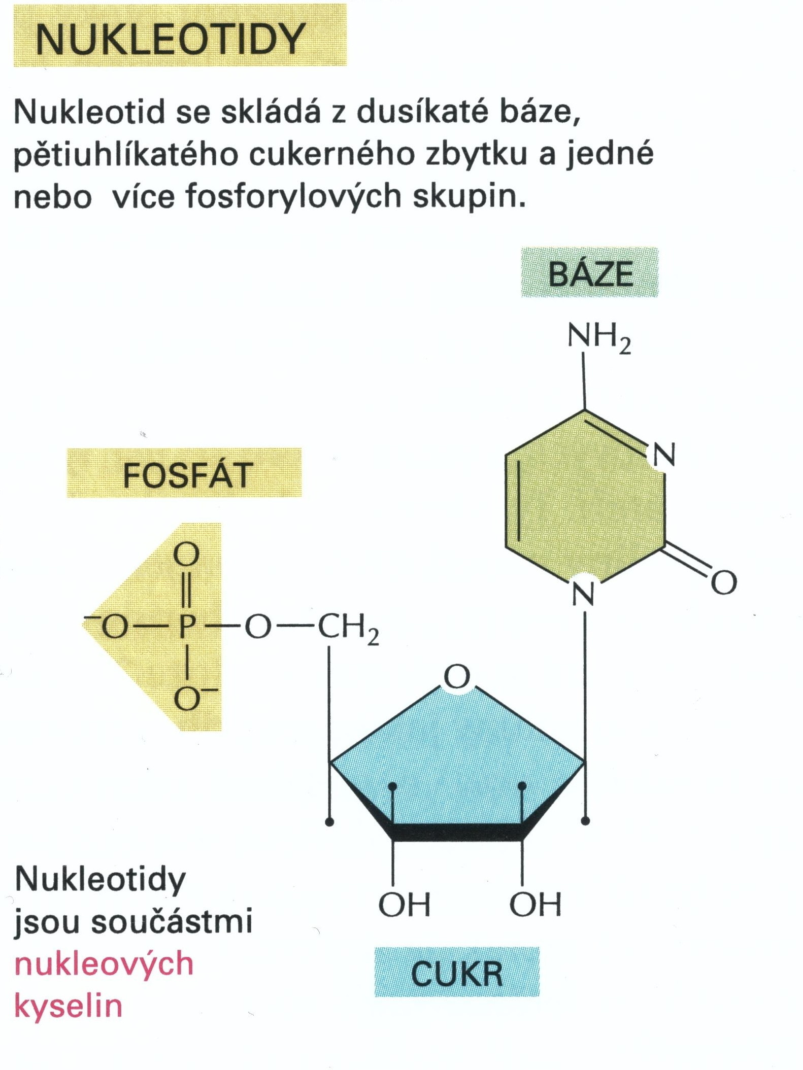 Složení nukleotidu