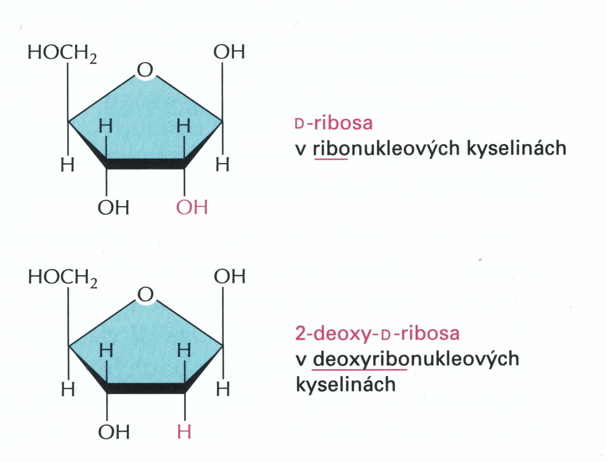 ribosa