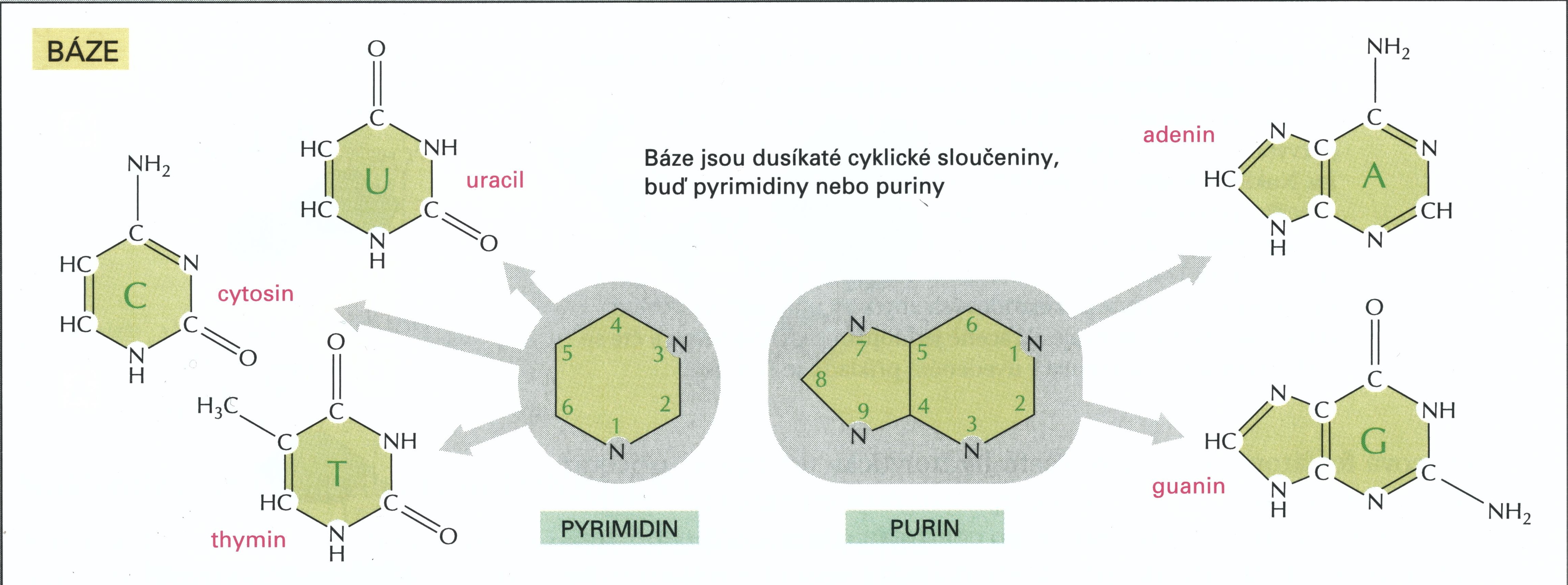 Dusíkaté báze