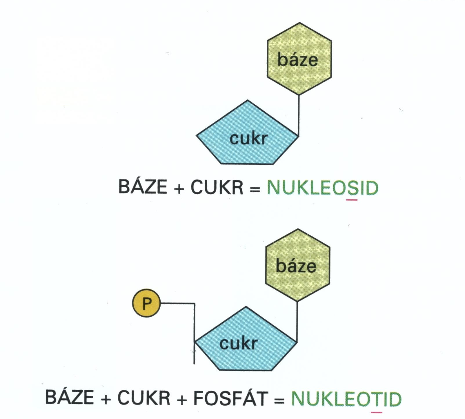 nukleosid, nukleotid